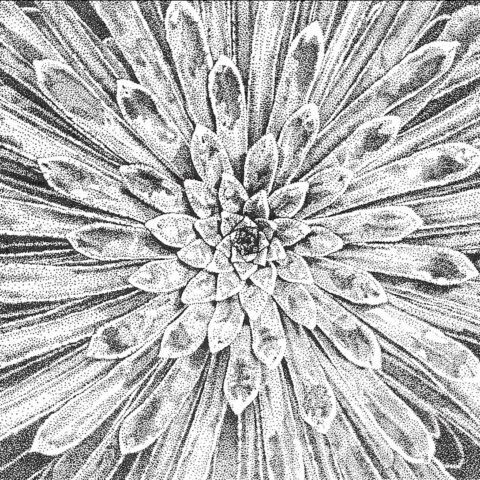 S.-Longifolia