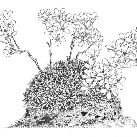 S.-cochlearis-'Minor'
