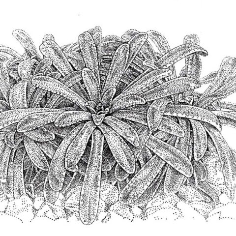 S.-crustata