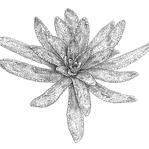 S.-hostii-ssp.-rhaetica