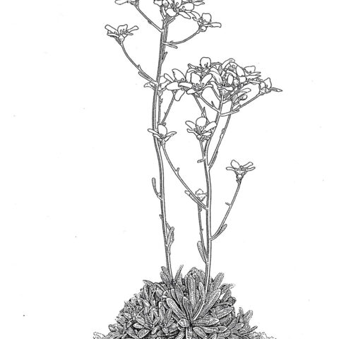 S.-pectinata